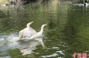 测试姻缘吉林：罕见白鸬鹚连续两年“故地重游”